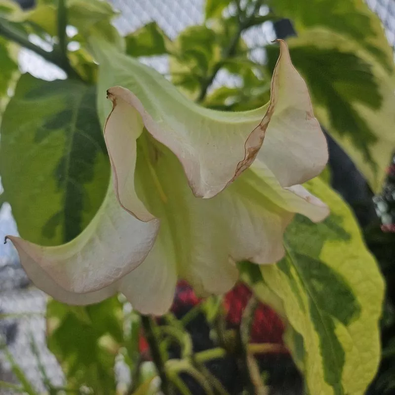 brugmansia-miner-s-claim Brugmansia 'Miner's Claim'