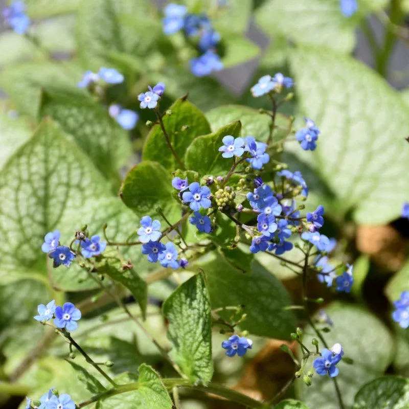 brunnera-jack-diamonds Brunnera 'Jack of Diamonds'
