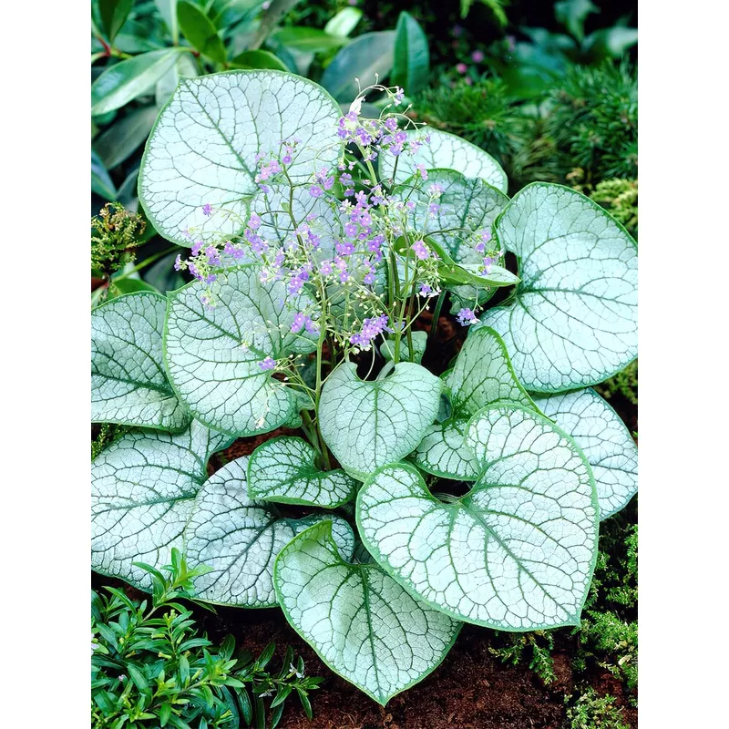 Brunnera ‘Jack Frost’