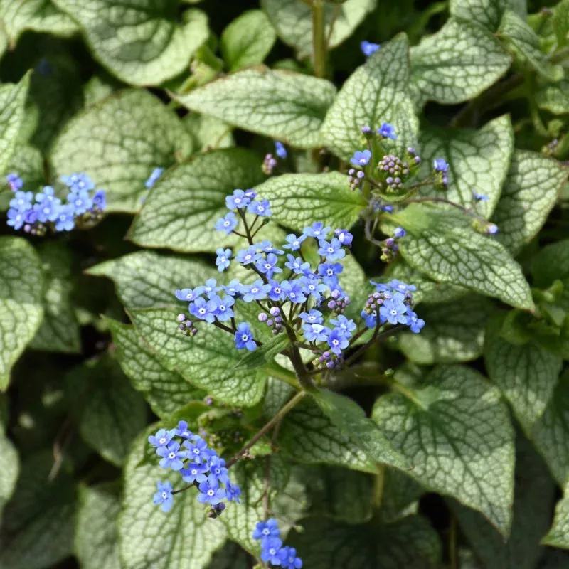 brunnera-queen-hearts Brunnera 'Queen of Hearts'
