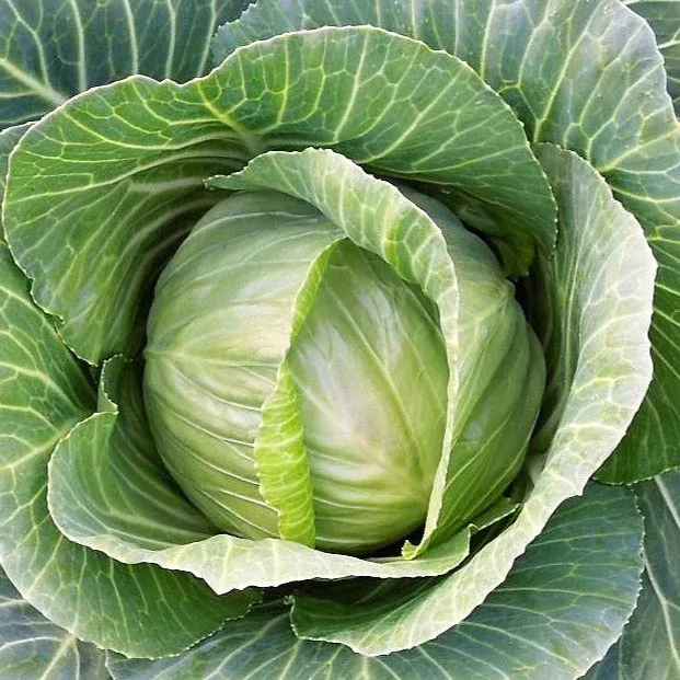 brunswick-cabbage Brunswick Cabbage