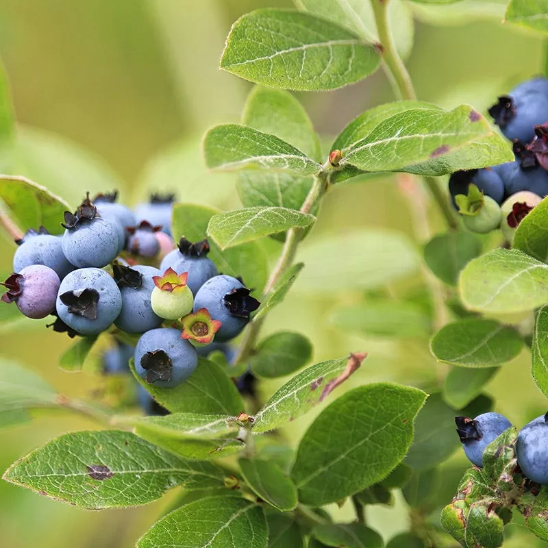 brunswick-wild-blueberry Brunswick Wild Blueberry