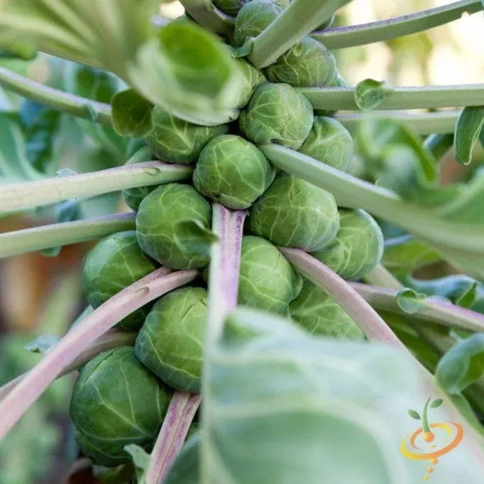 brussels-sprouts-long-island-catskill-seeds Brussels Sprouts - Long Island Catskill seeds