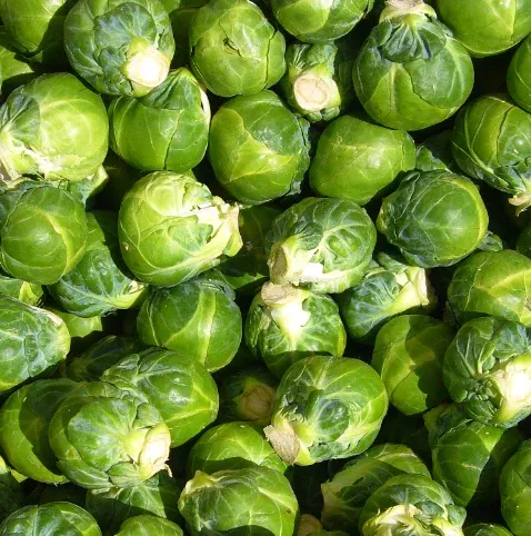 Brussels Sprouts: Silvia