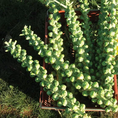 brussels-sprouts Brussels Sprouts
