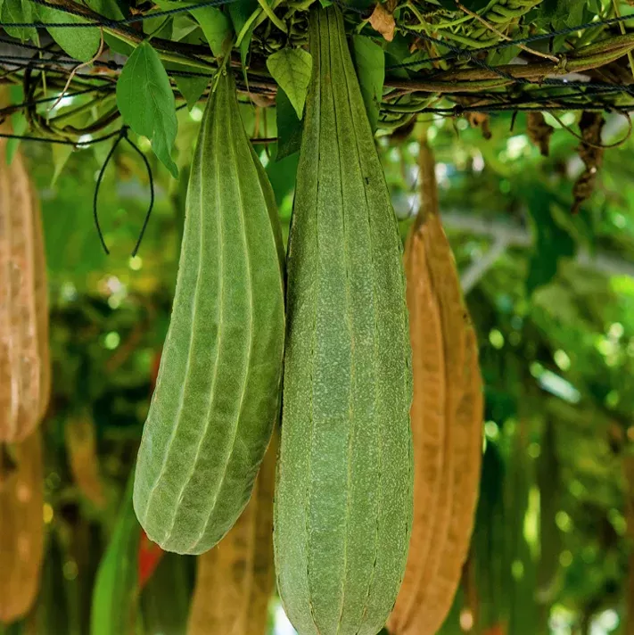 buab-khom-angled-luffa-gourd Buab Khom Angled Luffa Gourd