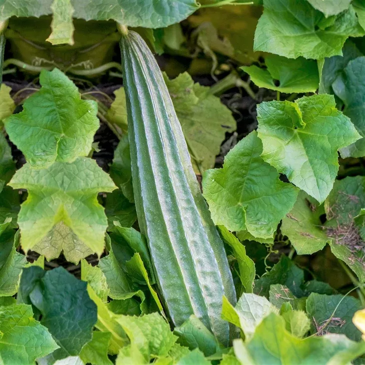 buab-laem-angled-luffa-gourd Buab Laem Angled Luffa Gourd