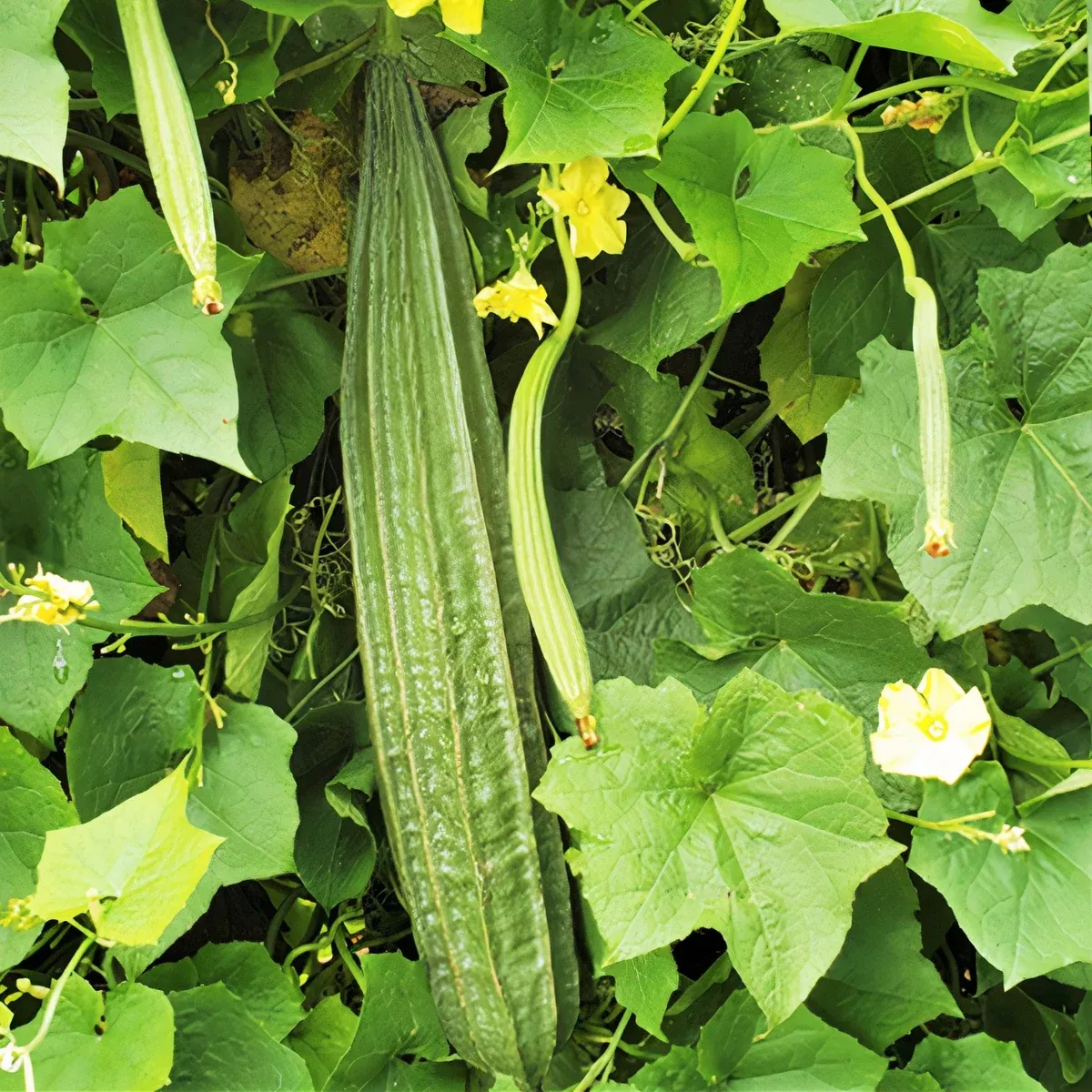 buab-liam-angled-luffa-gourd Buab Liam Angled Luffa Gourd