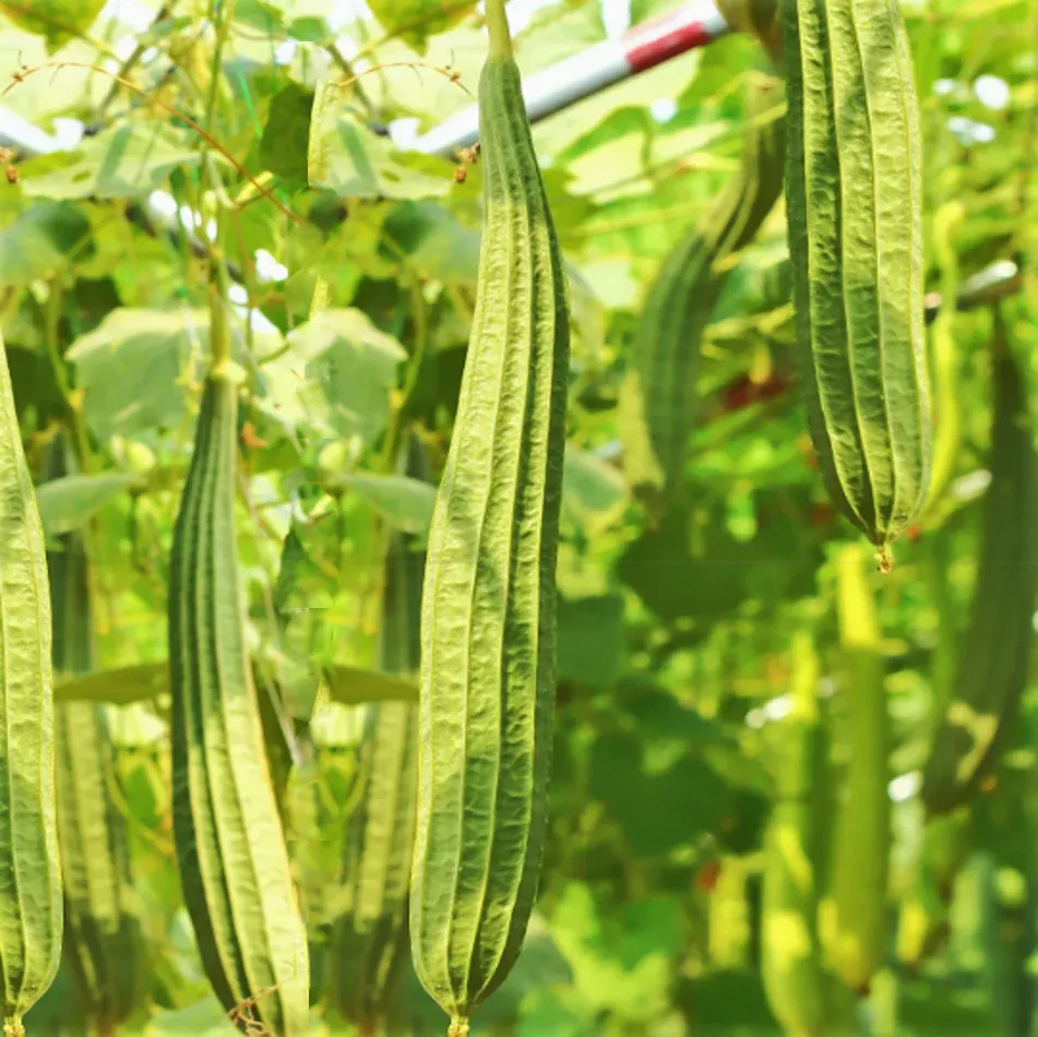 buab-moom-angled-luffa-gourd Buab Moom Angled Luffa Gourd