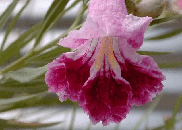 bubba-desert-willow-pink Bubba Desert Willow 'Pink'