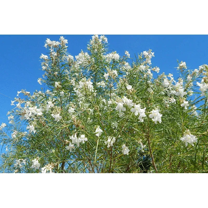 Bubba Desert Willow 'White'