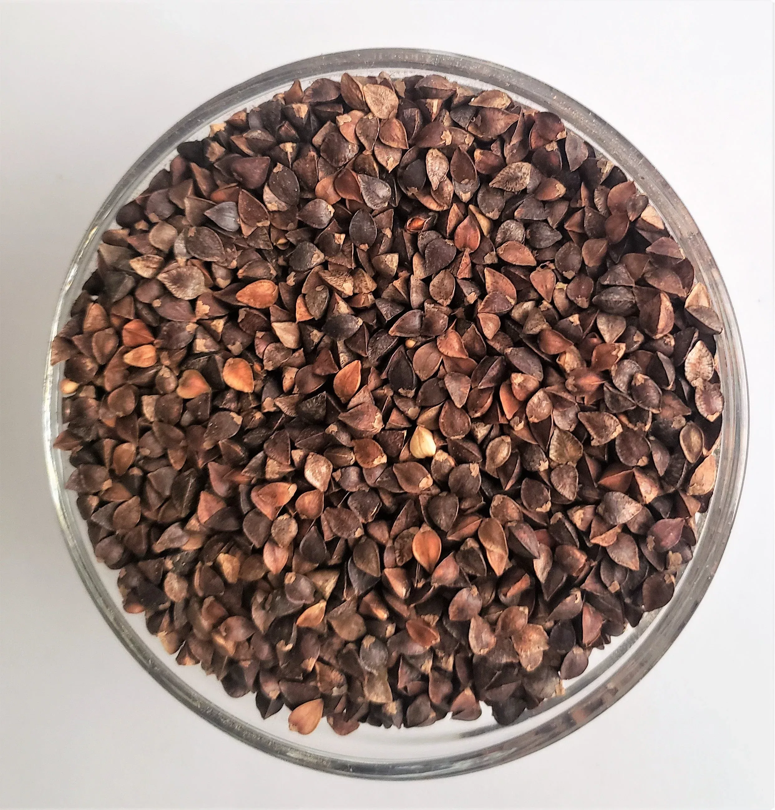 Buckwheat seeds OG