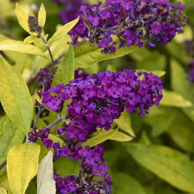 buddleia-gold-drop-ppaf-30-ct-flat Buddleia 'Gold Drop' PPAF (30)ct Flat