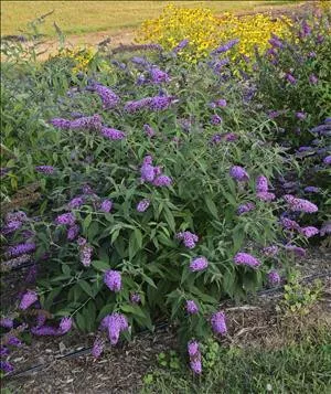 buddleia-jousting-jester-ppaf-20-ct-flat Buddleia 'Jousting Jester' PPAF(20)ct Flat