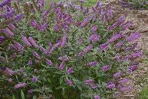 Buddleia 'Orchid Annie' PPAF - HUMDINGER Collection (30)ct Flat