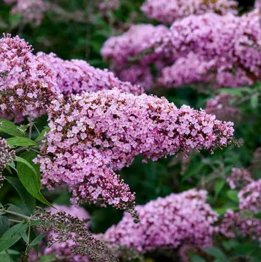 buddleia-pink-cascade-ii-30-ct-flat Buddleia 'Pink Cascade II" (30)ct Flat