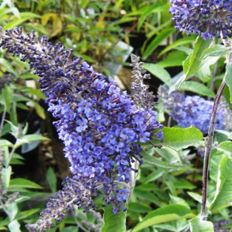 Buddleja 'Buzz Sky Blue'