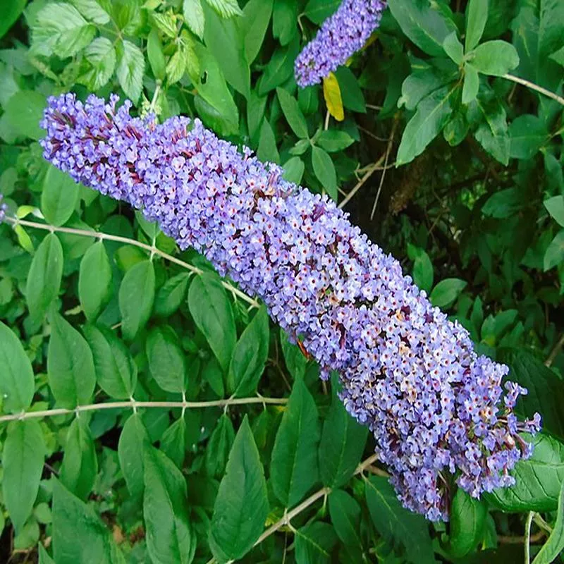 buddleja-davidii-attraction Buddleja davidii 'Attraction'