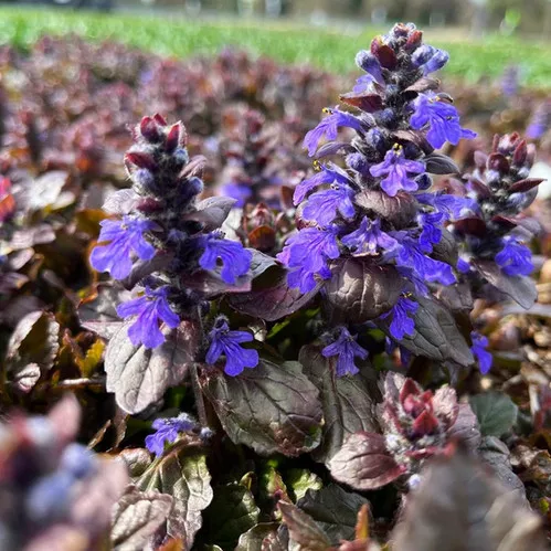 Bugleweed (Black Scallop)