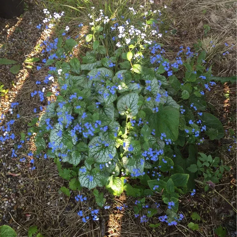 bugloss-jack-frost-15cm-bl Bugloss: 'Jack Frost' -15cm (Bl)