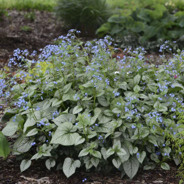 Bugloss:'Looking Glass' 5.5" (VN)