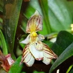 Bulbophyllum ambrosia