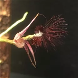 bulbophyllum-barbigerum Bulbophyllum barbigerum