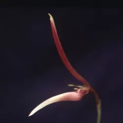 bulbophyllum-dennisii Bulbophyllum dennisii
