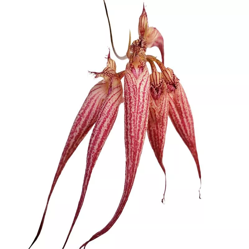 bulbophyllum-elizabeth-ann-buckleberry Bulbophyllum Elizabeth Ann 'Buckleberry'