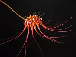 Bulbophyllum gracillimum