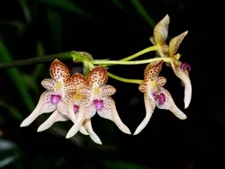 Bulbophyllum guttulatum