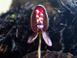 Bulbophyllum maquilingense