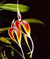bulbophyllum-masdevalliaceum Bulbophyllum masdevalliaceum