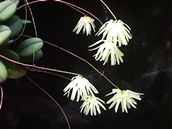 Bulbophyllum othonis 'Yellow Butterfly'