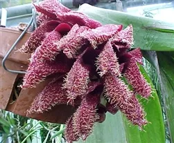 Bulbophyllum phalaenopsis, 4” Leaf