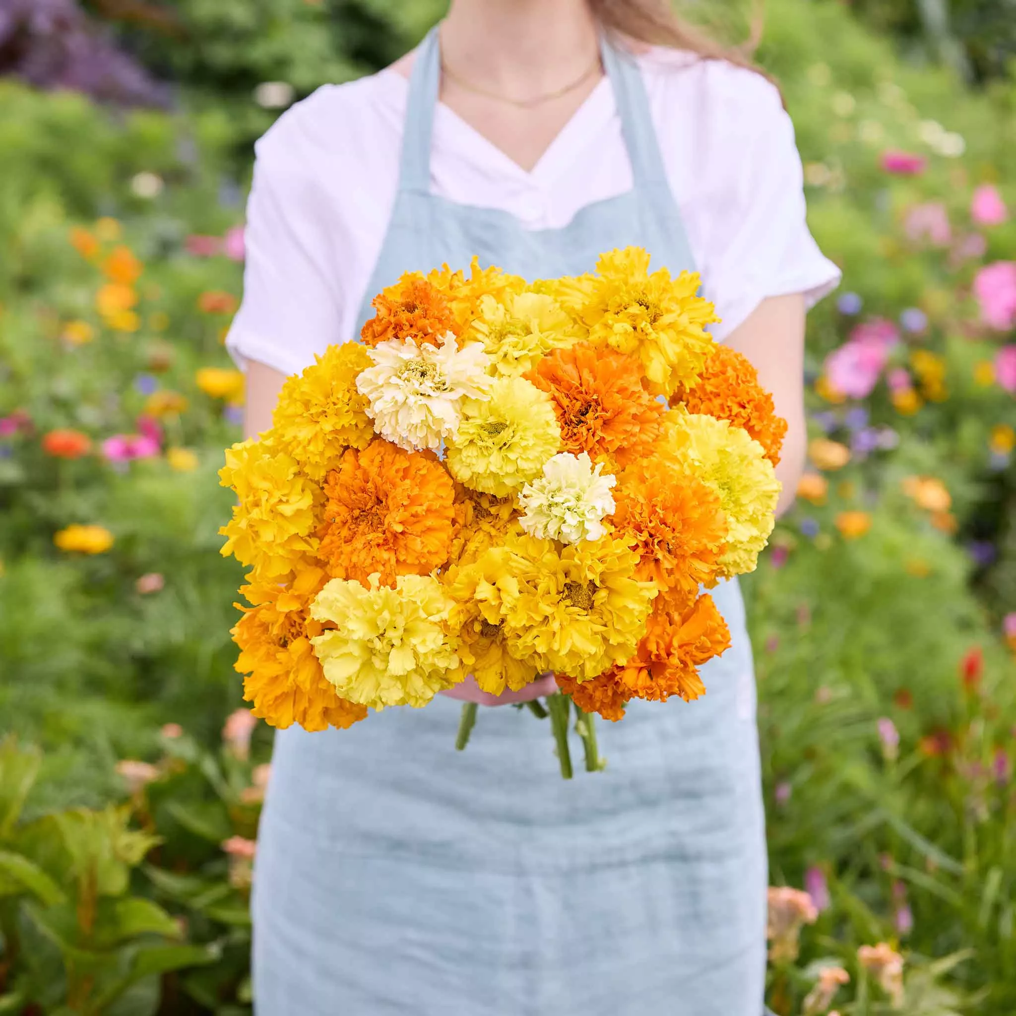 bulk-african-marigold-seeds-crackerjack-mix Bulk African Marigold Seeds - Crackerjack Mix