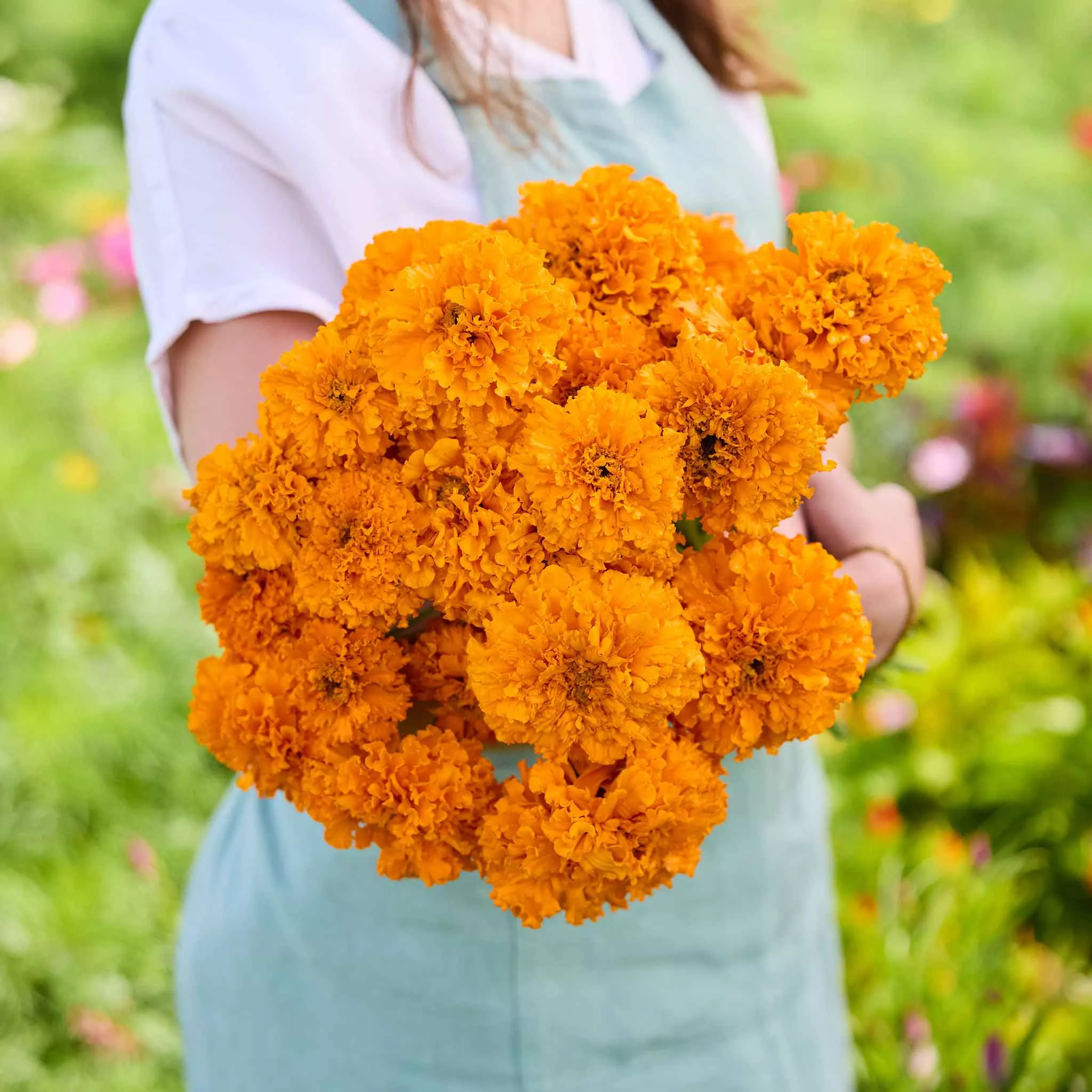 bulk-african-marigold-seeds-mandarin Bulk African Marigold Seeds - Mandarin