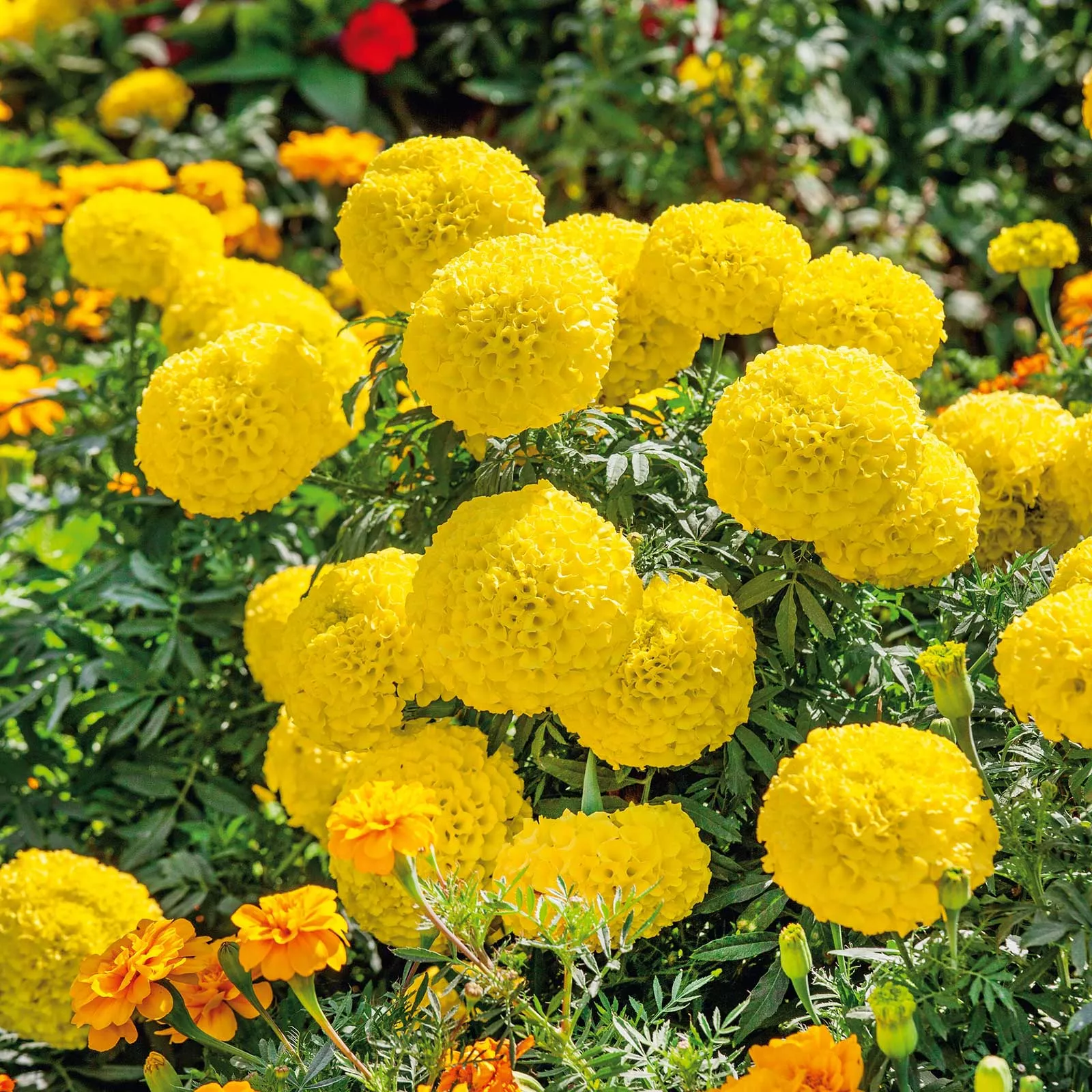 bulk-african-marigold-seeds-mary-helen Bulk African Marigold Seeds - Mary Helen