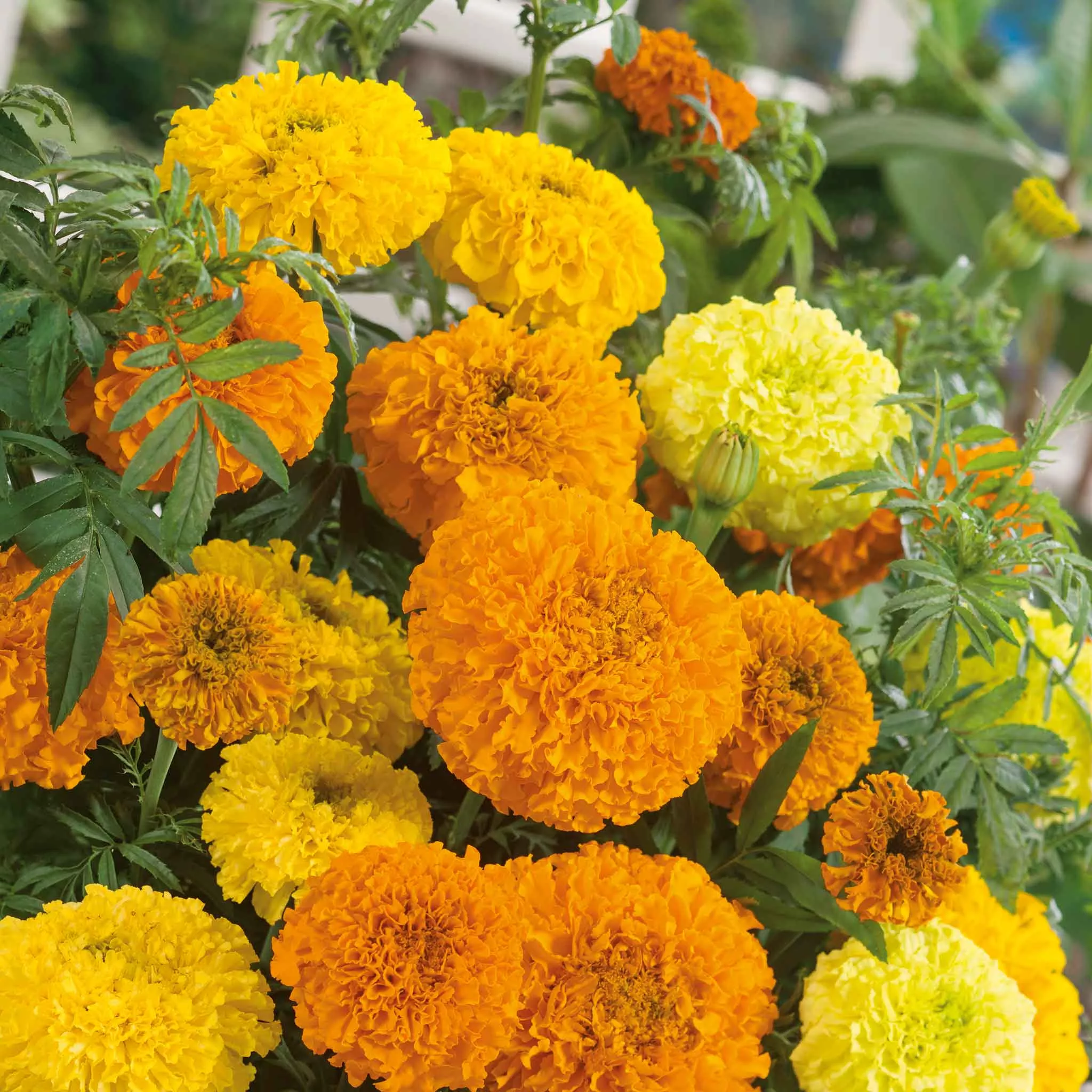 bulk-african-marigold-seeds-sugar-spice-mix Bulk African Marigold Seeds - Sugar & Spice Mix