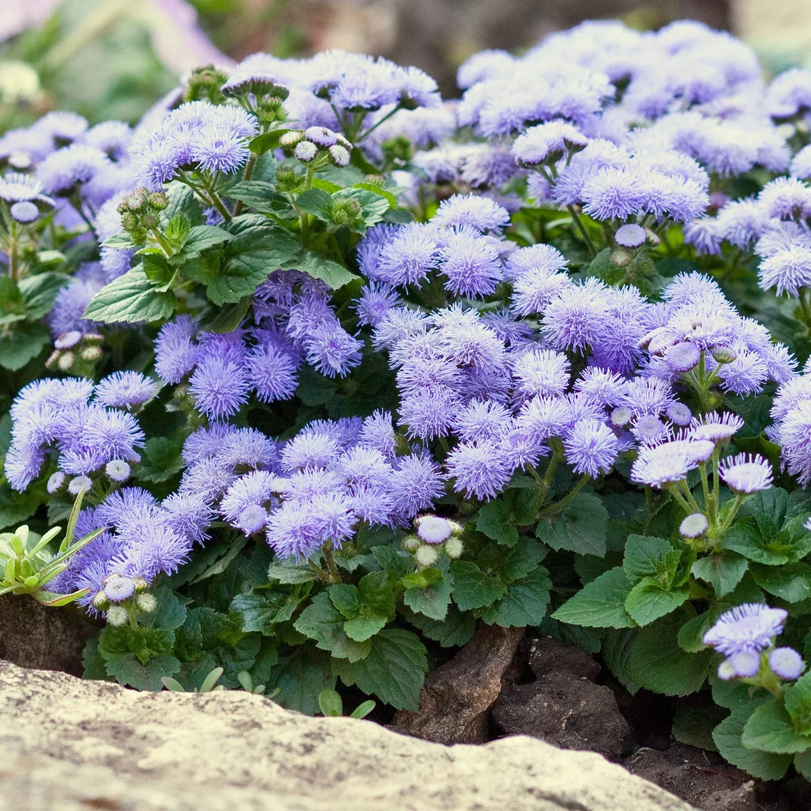 bulk-ageratum-seeds-dwarf-blue-mink Bulk Ageratum Seeds (Dwarf) - Blue Mink