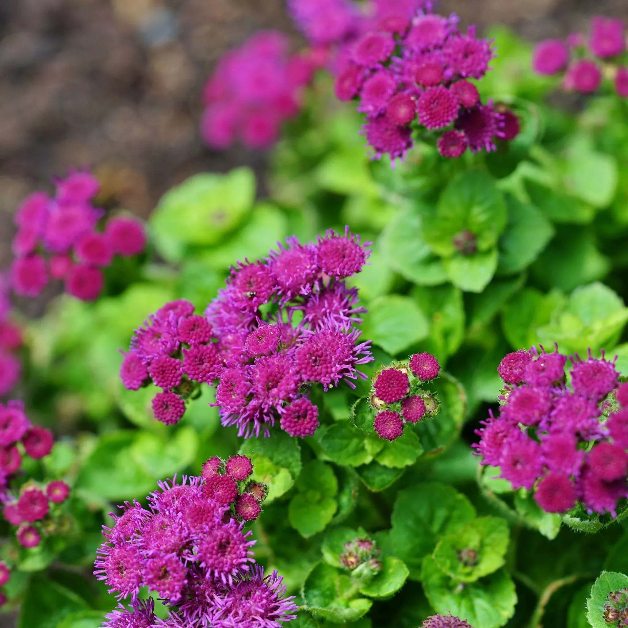 bulk-ageratum-seeds-red-flint Bulk Ageratum Seeds - Red Flint