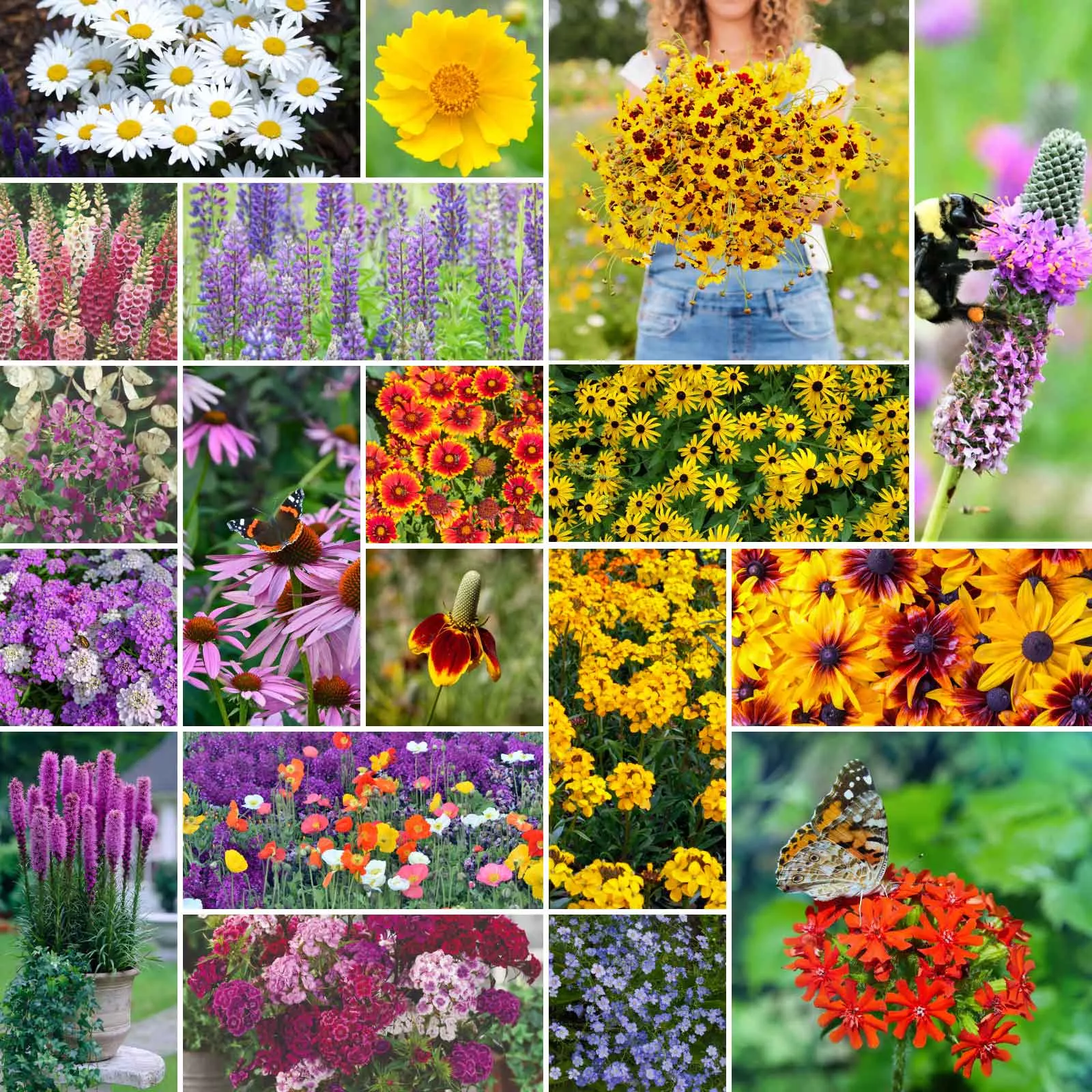 Bulk All Perennial Wildflower Seed Mix