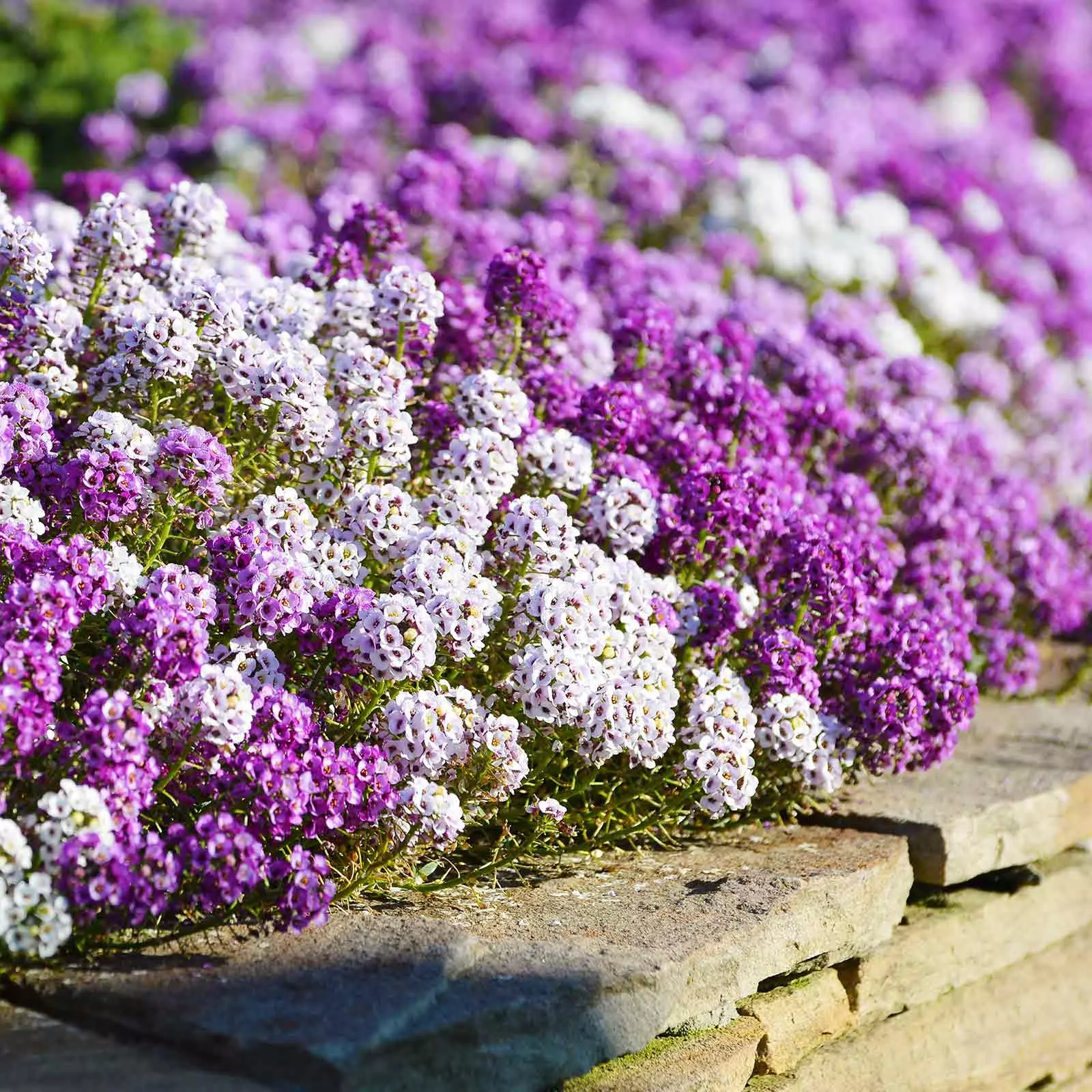 bulk-alyssum-seeds-magic-circle-mix Bulk Alyssum Seeds - Magic Circle Mix