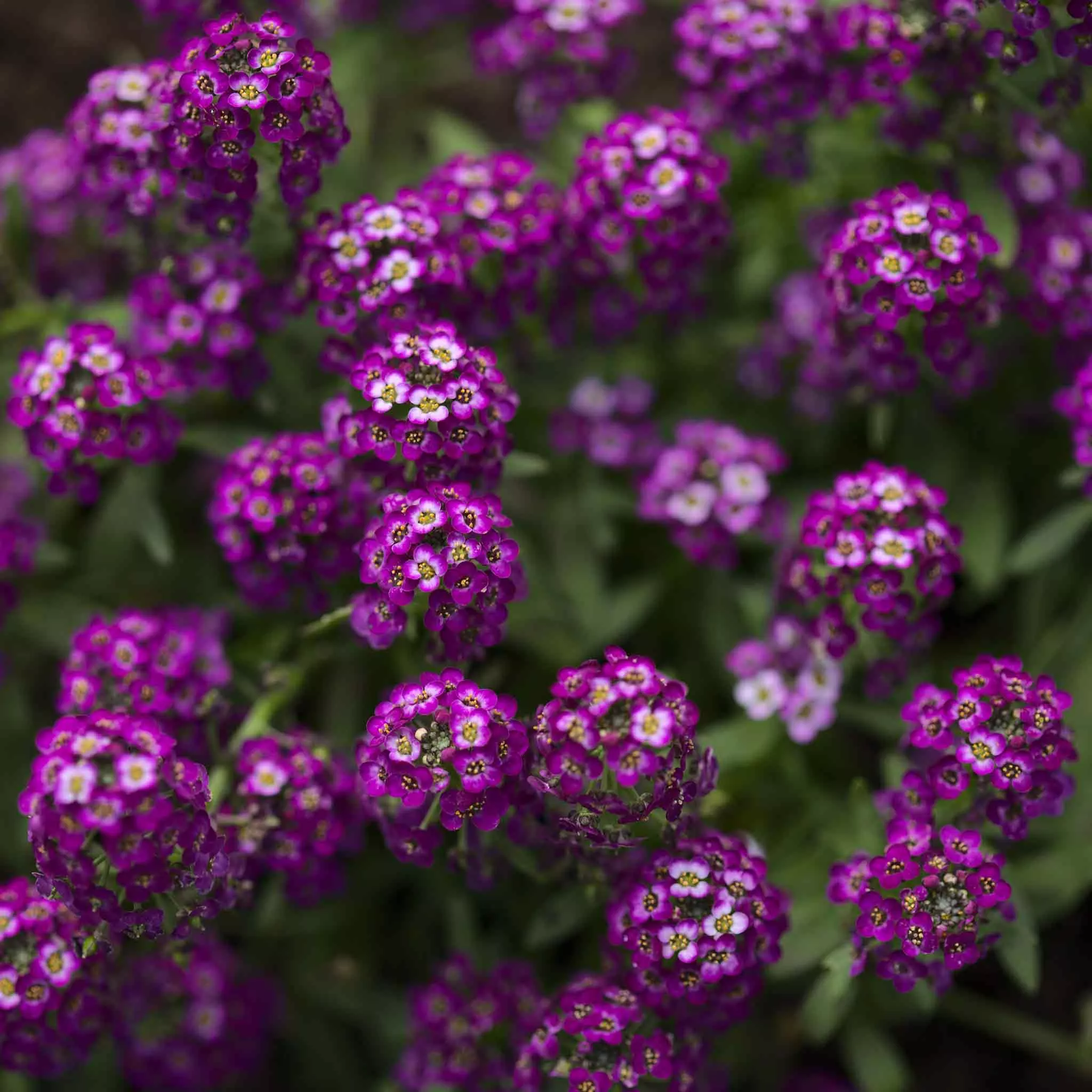 bulk-alyssum-seeds-oriental-nights Bulk Alyssum Seeds - Oriental Nights