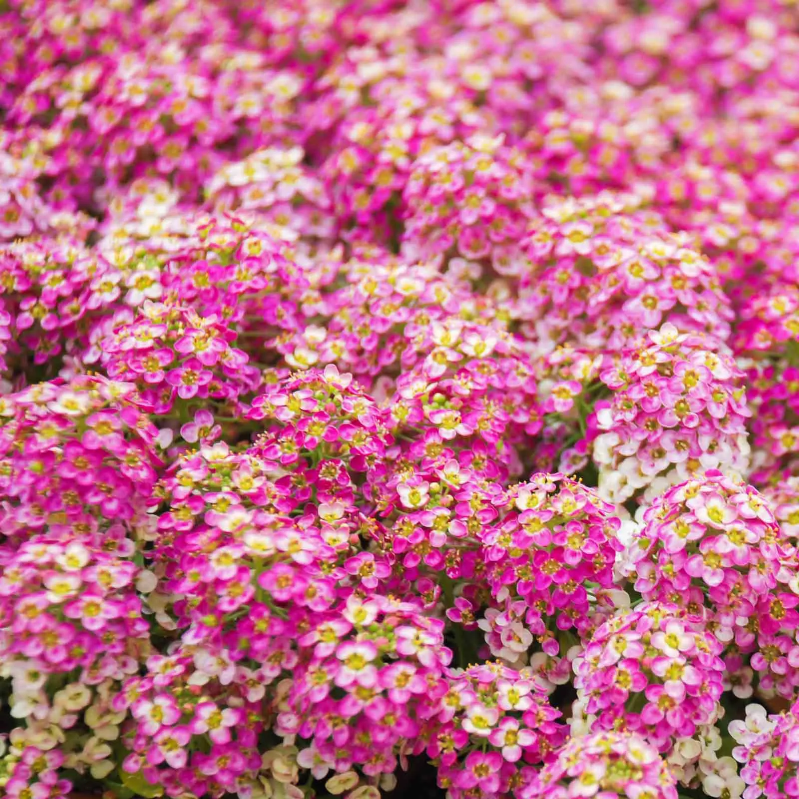 bulk-alyssum-seeds-rosie-o-day Bulk Alyssum Seeds - Rosie O'Day
