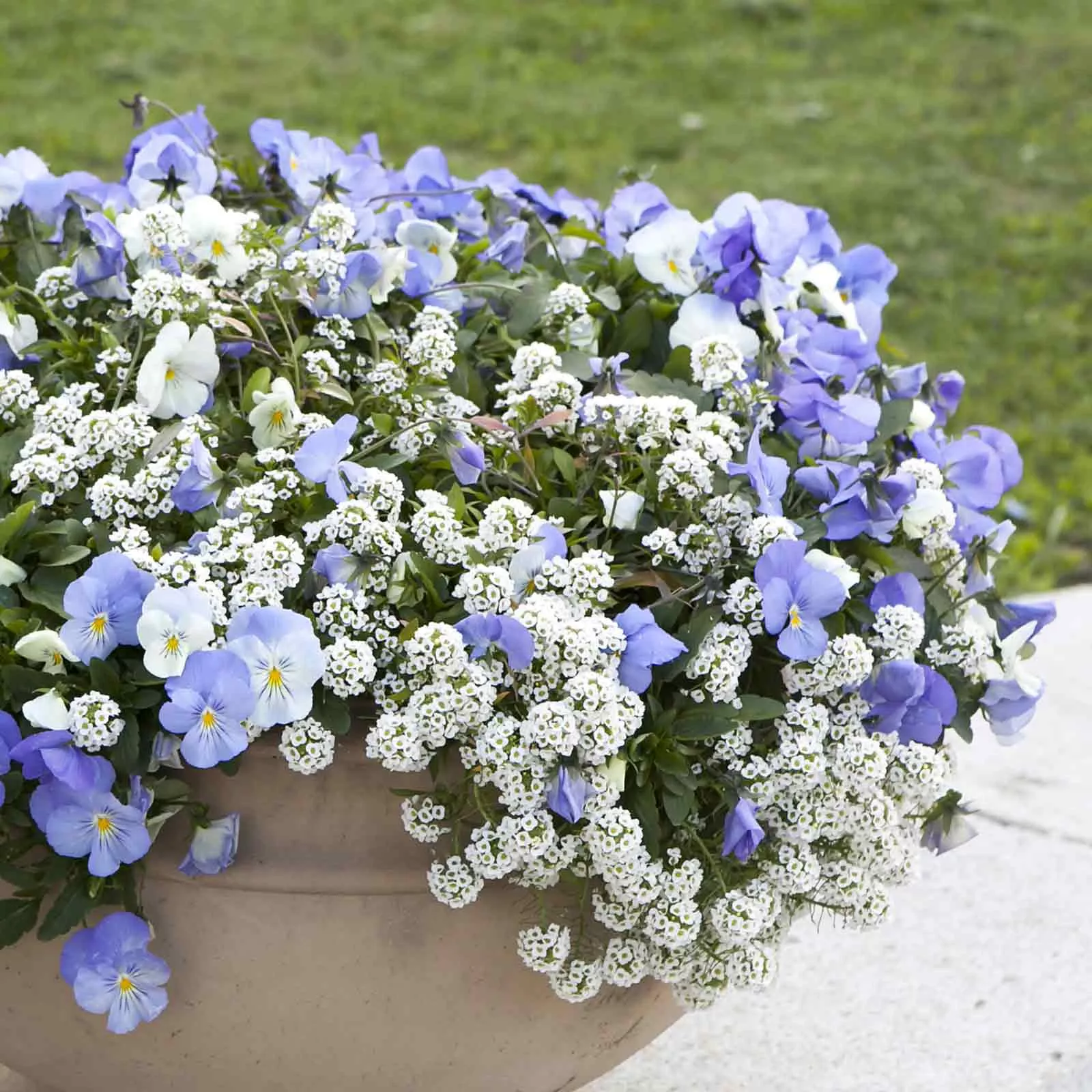 bulk-alyssum-seeds-snowcloth Bulk Alyssum Seeds - Snowcloth
