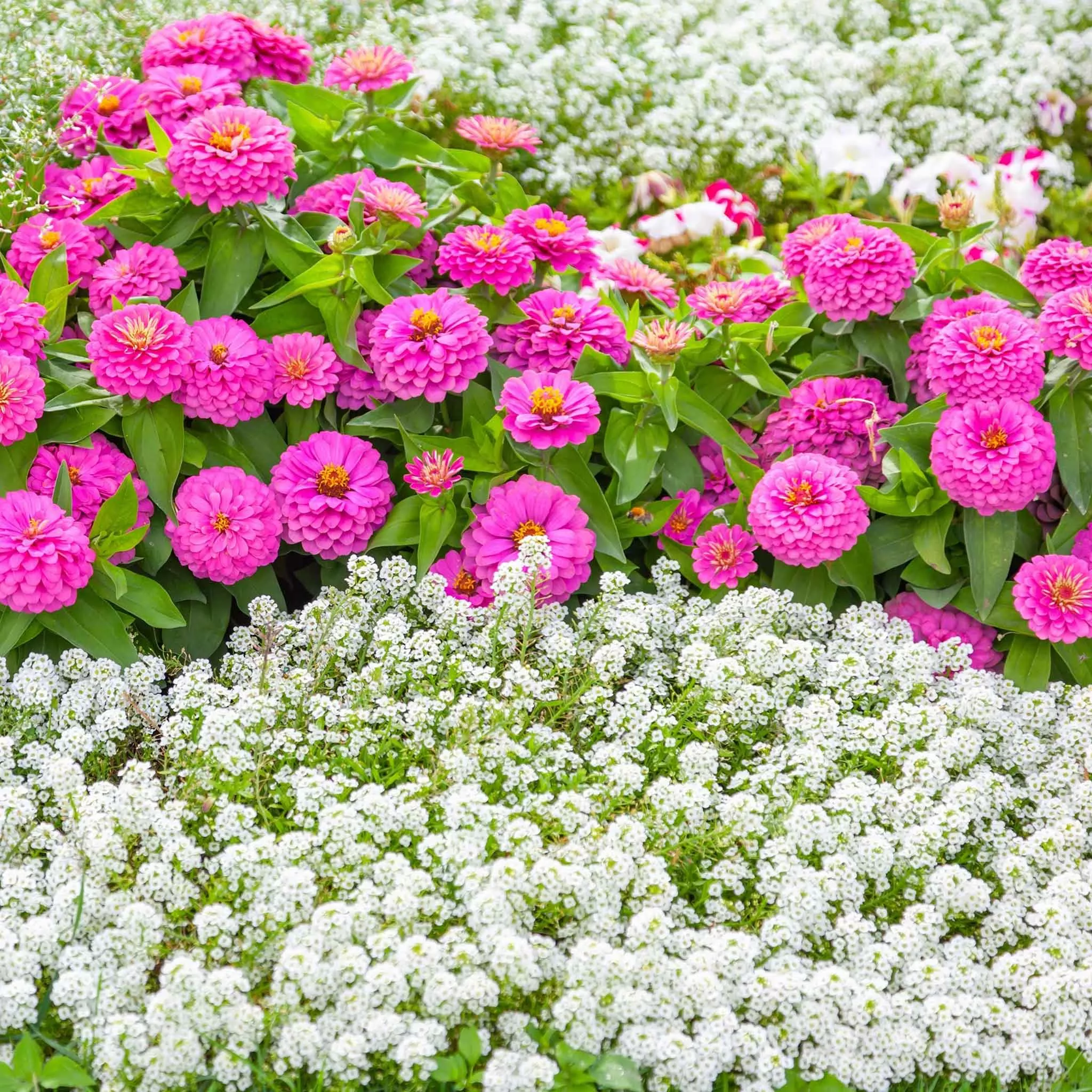 bulk-alyssum-seeds-tiny-tim Bulk Alyssum Seeds - Tiny Tim