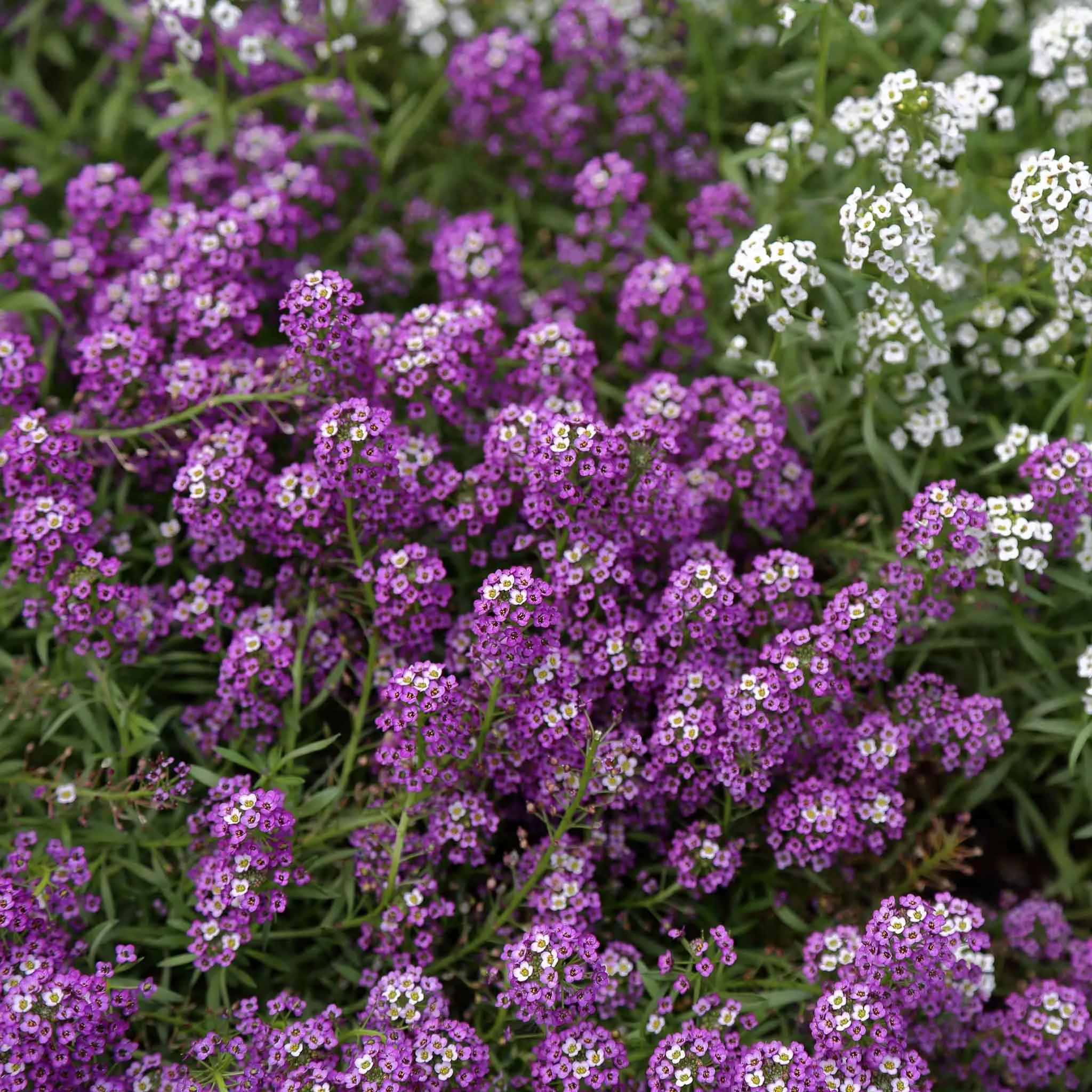 bulk-alyssum-seeds-violet-queen Bulk Alyssum Seeds - Violet Queen