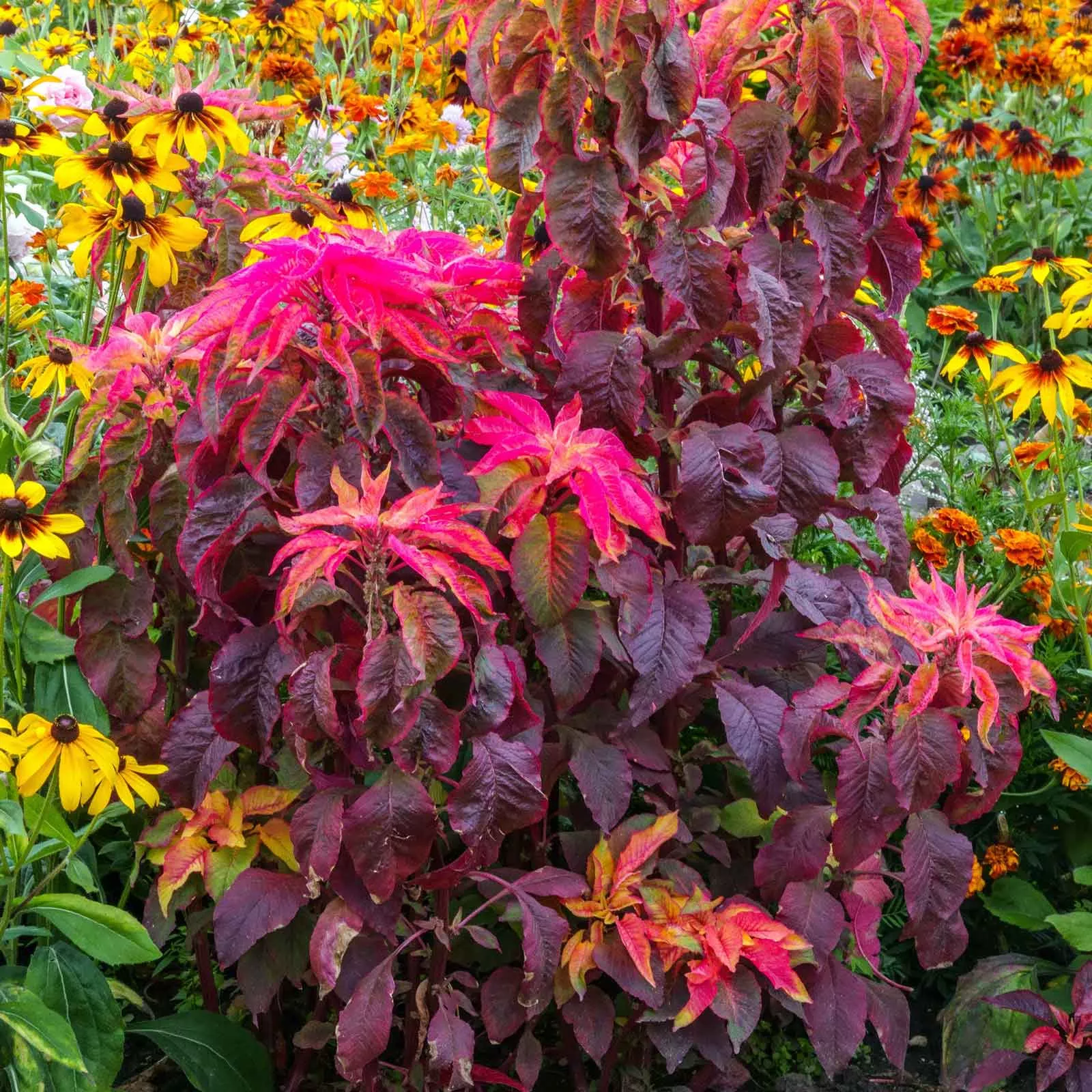 bulk-amaranthus-seeds-molten-fire Bulk Amaranthus Seeds - Molten Fire