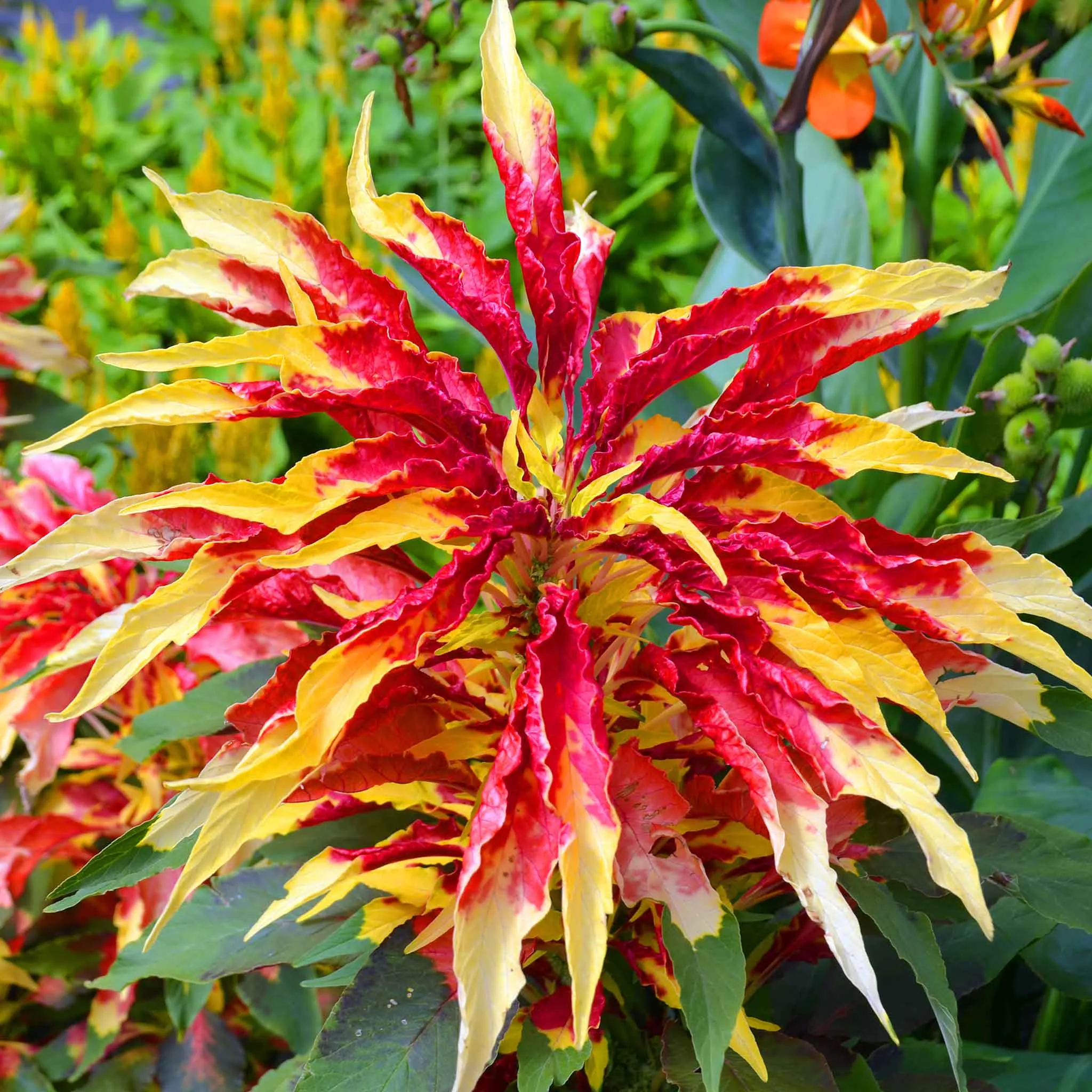 bulk-amaranthus-seeds-perfecta Bulk Amaranthus Seeds - Perfecta
